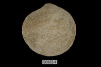 藏品(布紋滿月蛤)的圖片